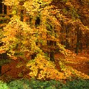 FVCW (33)-Trimpel-Helmut